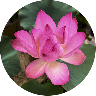 lotus-korea